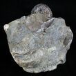 Very Displayable Scaphites Ammonite - SD #2061-1